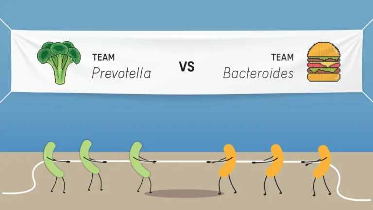 Bacterial tug of war between prevotella and bacteroides -- gut microbiome